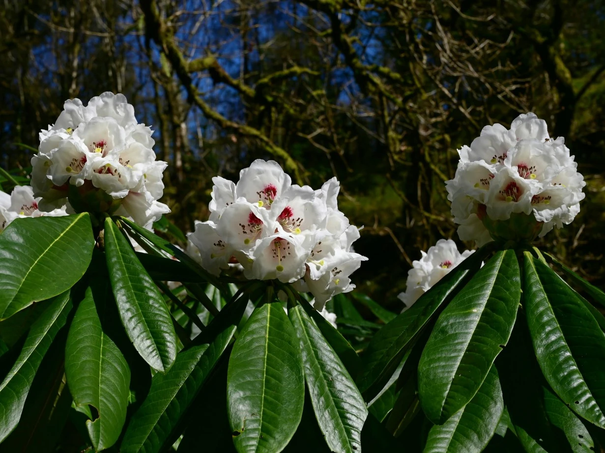 R. asterochnoum